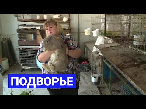 Видео: Разведение кроликов: Подворье (17.06.21)