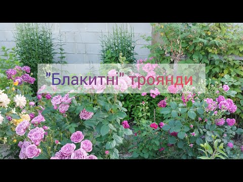 Видео: "Блакитні" троянди. Огляд сортів, які ростуть у квітнику.