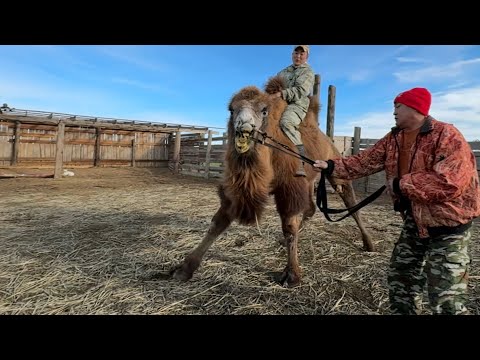 Видео: Калмыкия.Говорит и показывает верблюжий остров