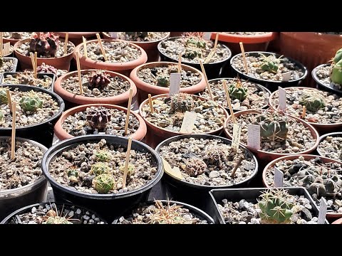 Видео: Жаркий июльский день) продолжают цвести эхинопсисы, а у сансевиерий беби бум)