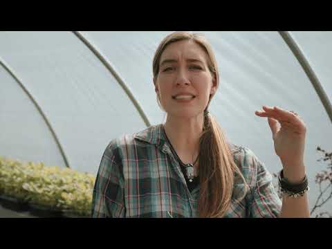 Видео: Руководство по выращиванию цветов — Выращивание семян