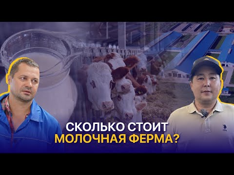Видео: Риски молочного бизнеса, перспективы расширения и оптимизация затрат на ферме — КХ Мамбетов и К