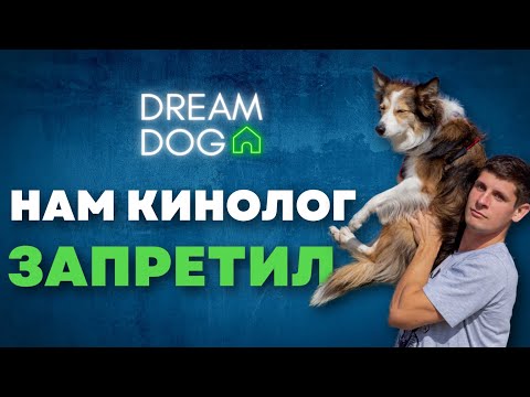 Видео: Как отучить собаку тянуться к людям 🐶 Посторонние и поглаживания
