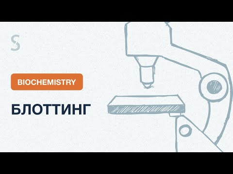 Видео: USMLE Step 1 - Блоттинг