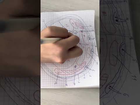 Видео: Қол топографиясы , білек аймағының послойно топографиясы #топка #медицина