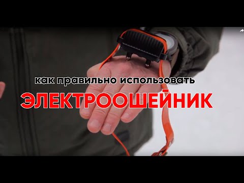 Видео: Испытываем электроошейник на инструкторе.Коррекция "Ко мне" с помощью электроошейника.