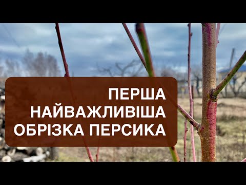 Видео: Перша обрізка персика. Найважливіша.