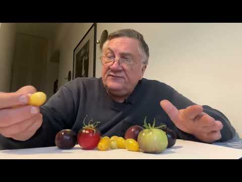 Видео: Томаты без фитофторы!