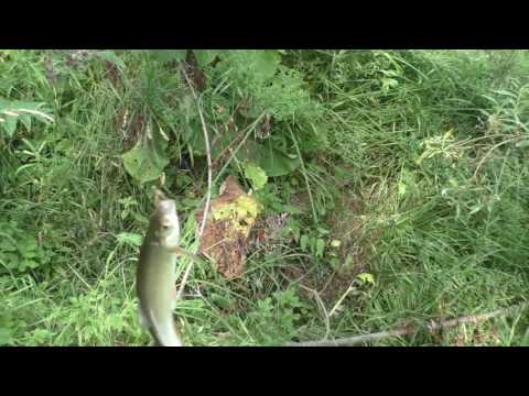 Видео: Ловля поверху на кузнечика