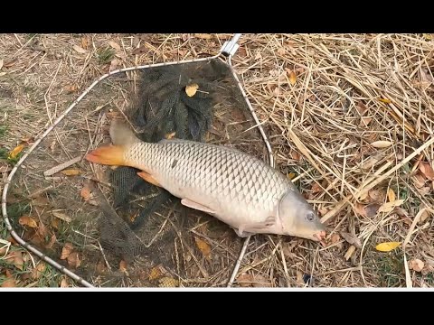 Видео: Рыбалка на Днестре в конце Октября. Сосед вытягивает 10+  Часть 1.