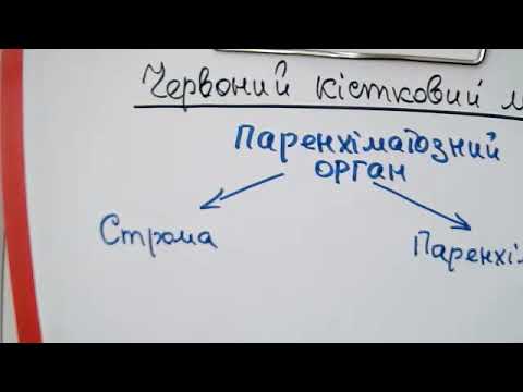 Видео: Лекція - Червоний кістковий мозок, тимус