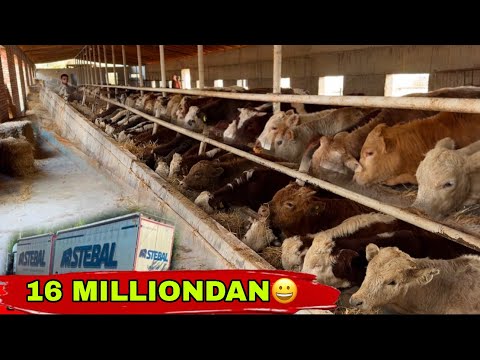 Видео: BUNAQA ARZONI KELMAGAN 16 MILLIONDAN SOTAMAN🤝🤝🤝👍14 ноября 2025 г.