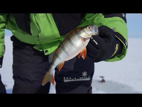Видео: Ловля окуня на Чудском озере | Окунь на мушку зимой