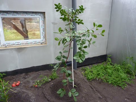 Видео: Гуава (Гуаява). Пересадка гуаявы в грунт в теплицу. Земля для гуавы