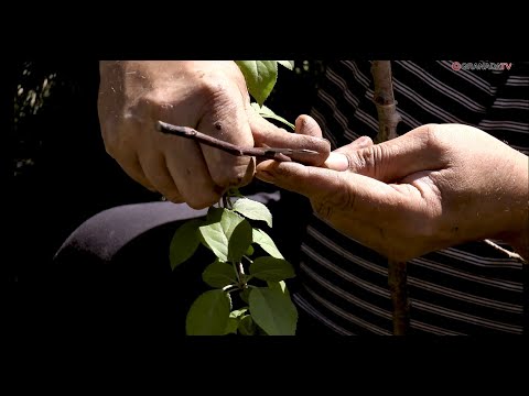 Видео: Как прививать плодовые деревья