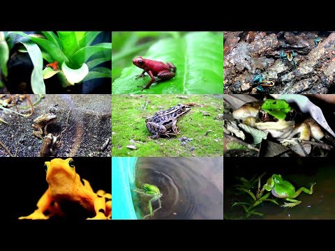 Видео: Лягушки для детей на английском (видео)