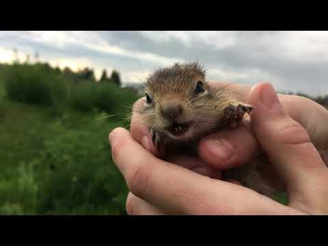 Видео: Зун-Мурино / darting person