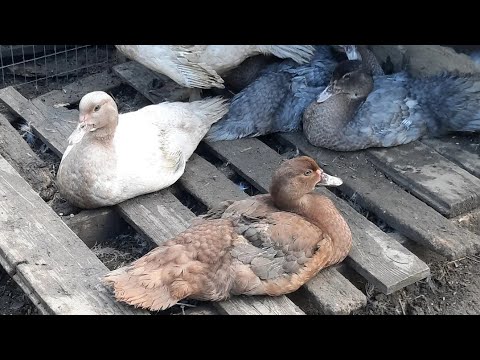 Видео: Мускусные утки - утята и молодняк разных возрастов/Генетика окрасов