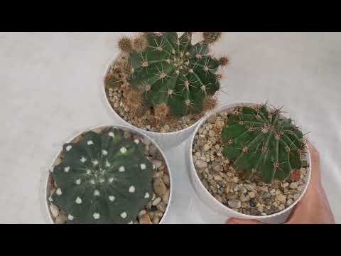 Видео: Эхинопсис Echinopsis, чем он меня удивил...#echinopsis #cactus