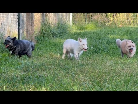 Видео: Лисы наслаждаются новым двором Saveafox!