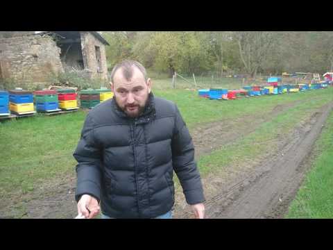 Видео: Сравнение карники и бакфаст