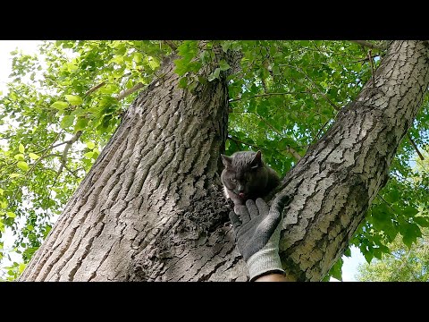 Видео: Буся.. дама в возрасте