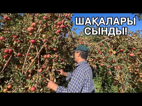 Видео: БИР ТУПТЕ БИР ТОННА! КӨРИП ХАЙРАН ҚАЛАСЫЗ АҢСАТБАЙ БАҒМАННАН ИСЕНИМЛИ МИЙУЕ НӘЛЛЕР