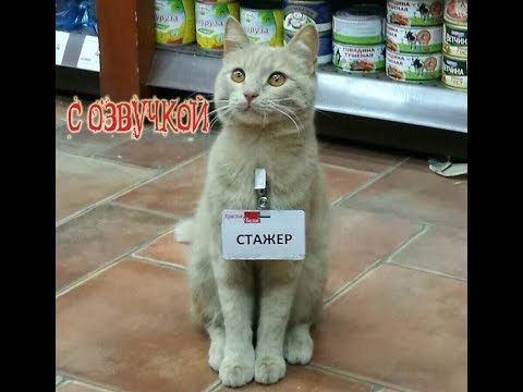 Видео: Приколы про котов с ОЗВУЧКОЙ - СМЕШНЫЕ коты и кошки 2018 – от Domi Show