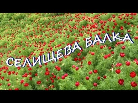 Видео: Правдивые истории Дмитрия Илюшина "Селищева балка"