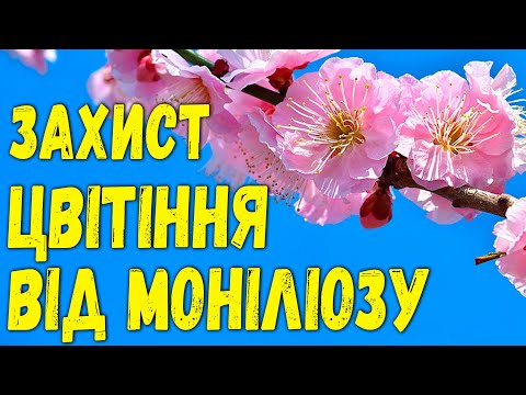 Видео: Не обробиш зараз - втратиш сад! Прості рішення для боротьби з моніліозом! Купили хату у селі.