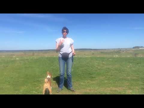 Видео: Как улучшить контакт с собакой на прогулке. Часть 1