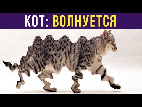 Видео: Приколы. КОТ (волнуется) | Мемозг #187