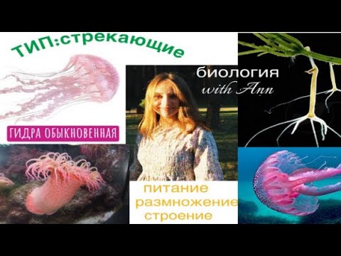 Видео: Биология 8 класс! зоология! Тема: Стрекающие (гидра обыкновенная) 
