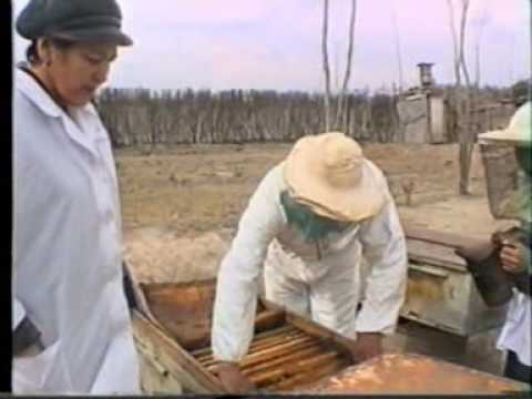 Видео: Ара шаруашылығы