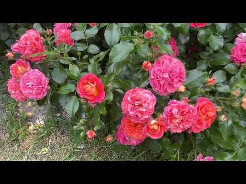 Видео: Прогулка по розарию 23.06.2022
