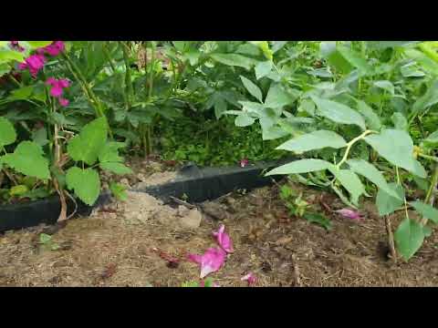 Видео: Совмещенные посадки голубики,клюквы и брусники