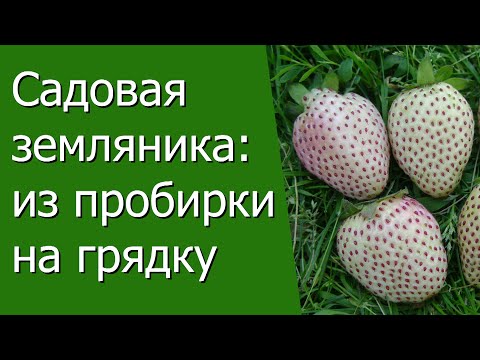 Видео: Садовая земляника: из пробирки - на грядку