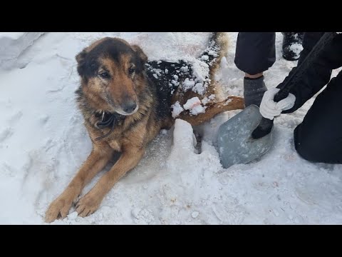 Видео: Раненый брошенный хозяином пёс вмерз в лёд /что с ним стало спустя год /Rescue of an injured dog