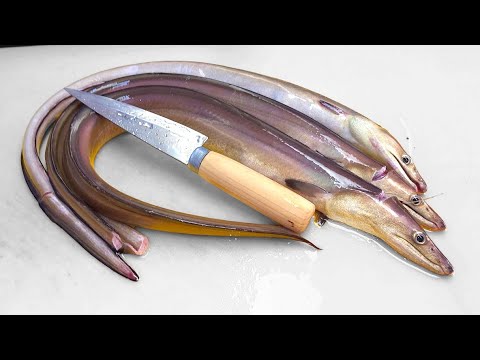 Видео: Этот угорь — очень хороший кулинарный ингредиент для выносливости.  фиолетовый щучий угорь.