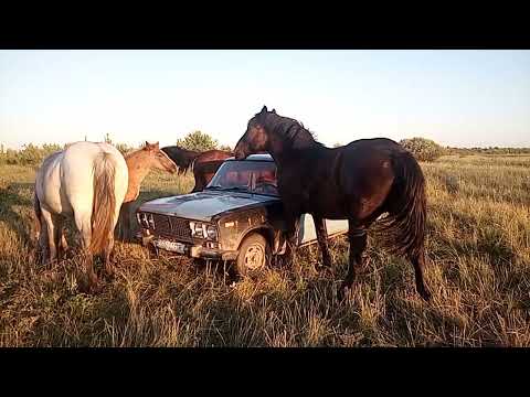 Видео: 20 червня 2024 р.