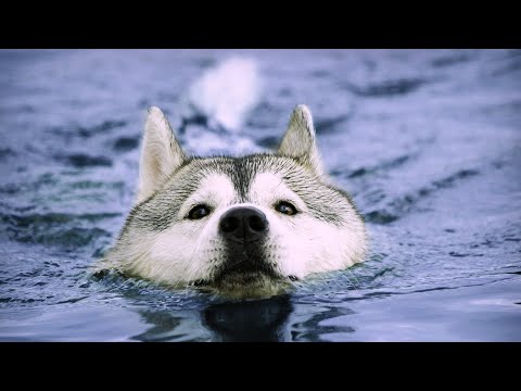 Видео: СОБАКУ УНЕСЛО ТЕЧЕНИЕМ РЕКИ / ХАСКИ БОИТСЯ ПЛАВАТЬ