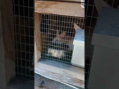 Видео: Ещё один осенний окрол.