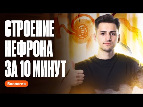 Видео: Строение нефрона за 10 минут | ОГЭ по биологии | Федор Агеев