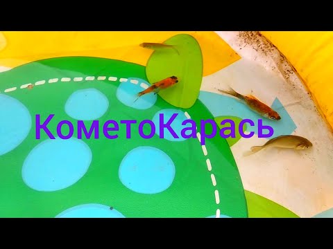 Видео: Результаты скрещивания карася с кометой.    The results of crossing a crucian with a comet.