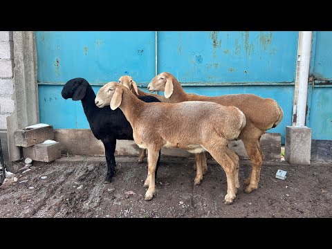 Видео: Сулуу ТОКТУЛАР сатылат🖐🏻🖐🏻 