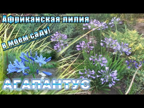 Видео: Агапантус в открытом грунте. Всё о выращивании и зимовке в саду.