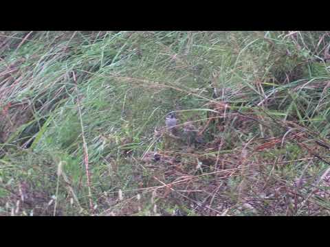 Видео: Чайки, воробьи, закат