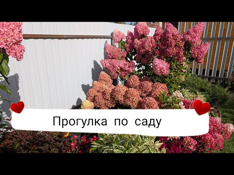 Видео: 14 сентября 2025 г. Обзор сада/Гортензии/Работы в саду/Подмосковье 