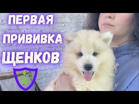 Видео: Прививка для щенков. Как, когда и зачем прививать?
