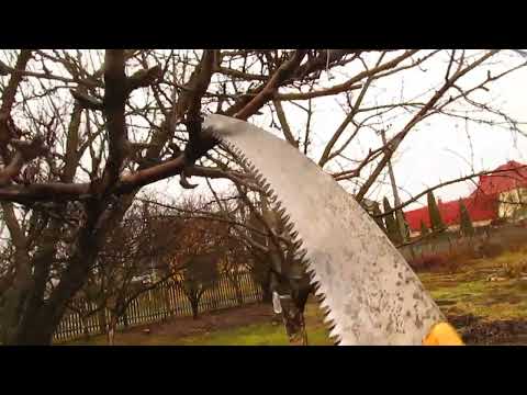Видео: Обрезка старой груши.